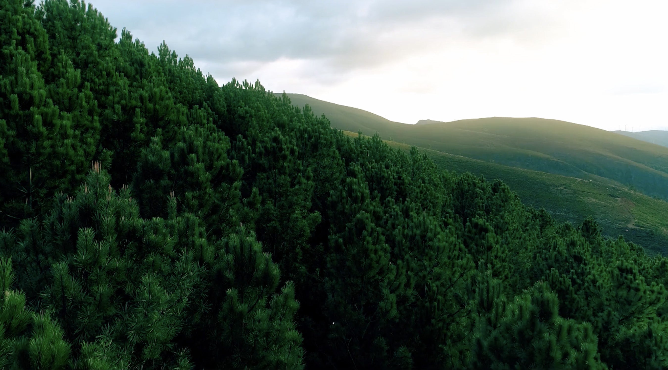 NosiBotanical® Technology